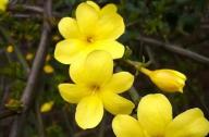 如何區分迎春花和連翹花？