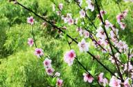 如何區分桃花和杏花？