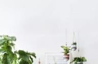 家庭綠植如何擺放更出彩？