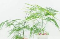室內如何科學的養殖文竹？