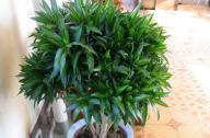 家里養什么植物旺財？