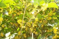 園林植物桂花的產地、形態以及園林用途
