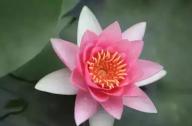 為什么千年古蓮能開花？