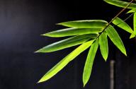 選擇園林植物時，如何巧妙利用植物的五行屬性？