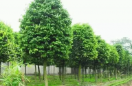 ?？诩爸苓叺貐^植物群落示例