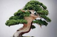 盆景七大類，你都知道嗎？
