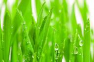隔音植物有哪些？不易燃燒的植物有哪些？