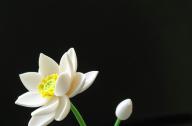 如何栽植碗蓮？