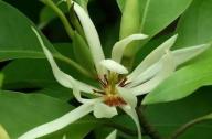 治療咳嗽的植物：白蘭花、丁香、藿香