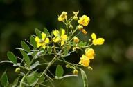 清肝明目，潤腸通便的植物：決明子、菊花
